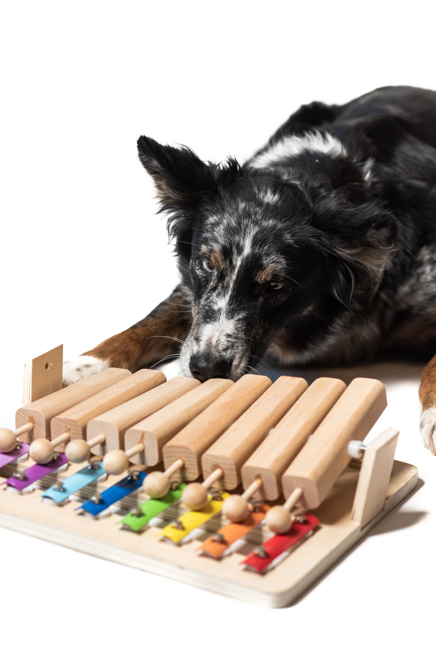 Pet's Piano